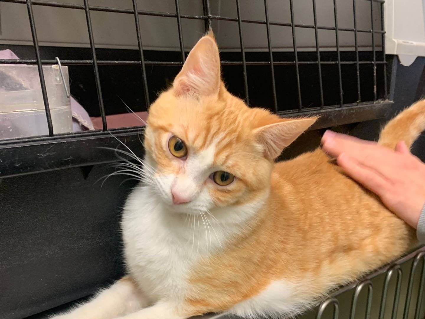 Adotta un gatto, taglia non valida, maschio, Chieti