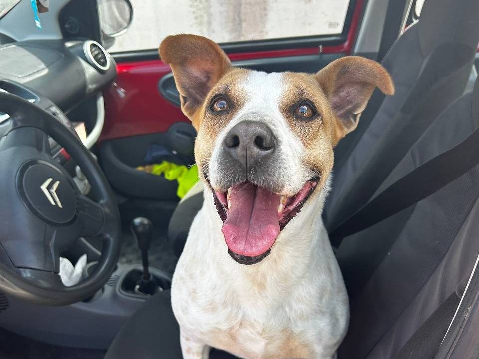 Adozione cane, femmina, Razza sconosciuta Razza sconosciuta, 4 anni e 2 mesi, taglia media, Napoli