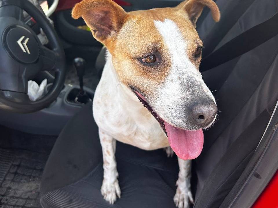 Adotta un cane, femmina, 4 anni e 2 mesi, Napoli