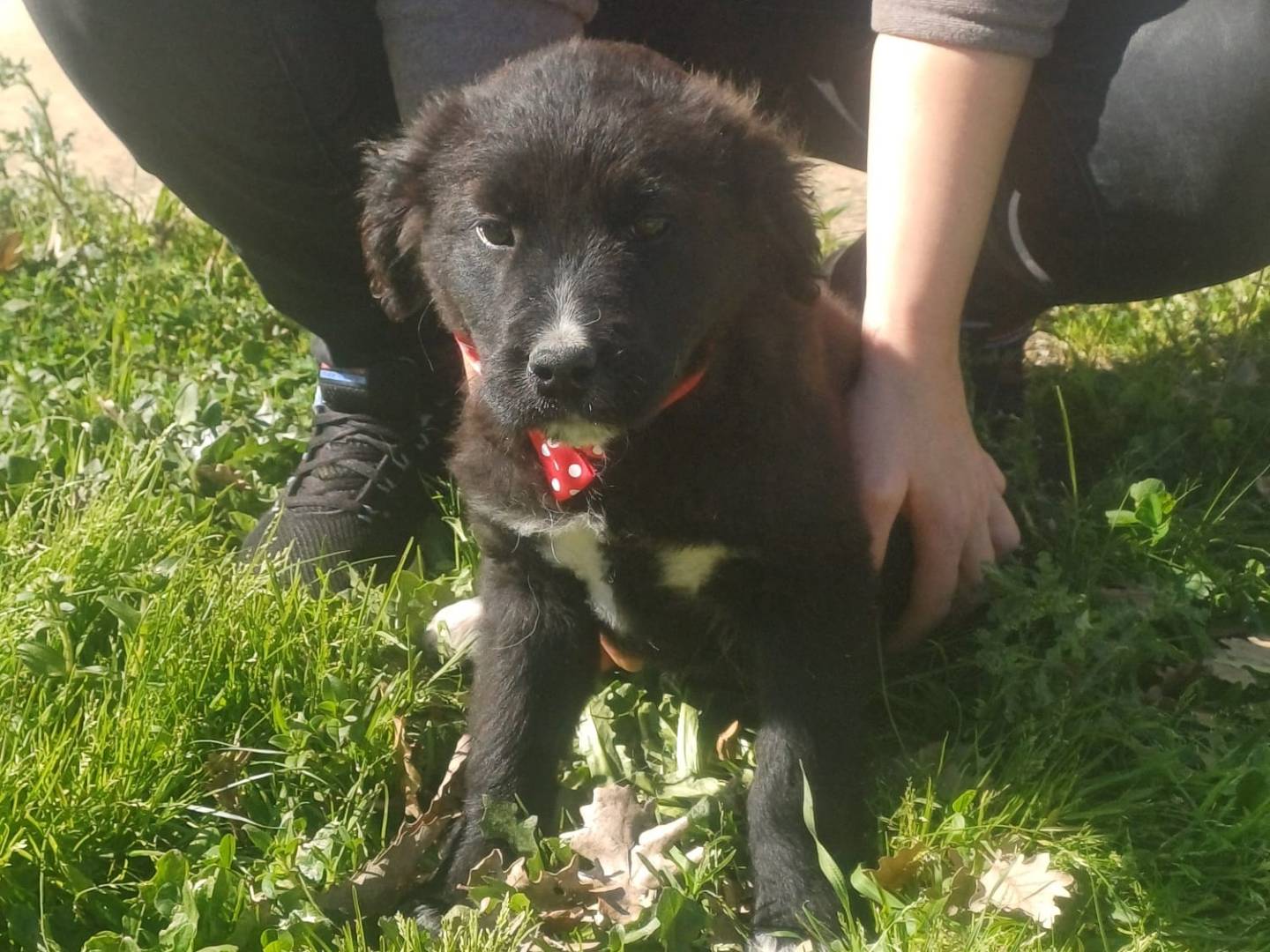 Adozione cane, femmina, Golden Retriever Razza sconosciuta, 3 mesi, taglia media, Catanzaro