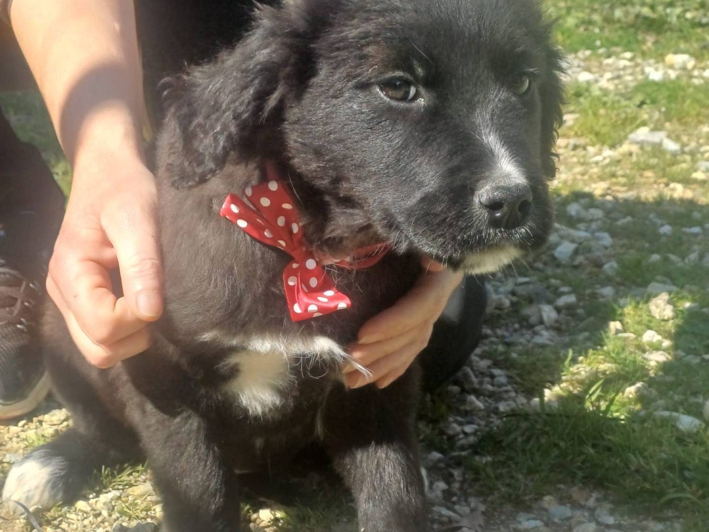 Adotta un cane, femmina, 3 mesi, Catanzaro