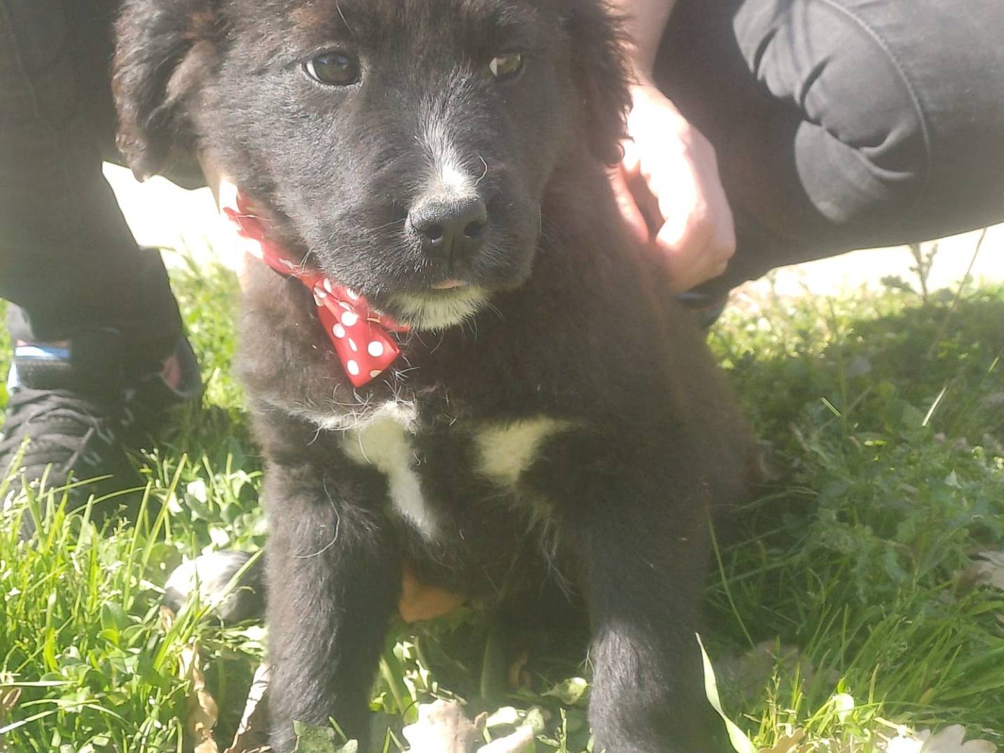 Adotta un cane, taglia media, femmina, Catanzaro
