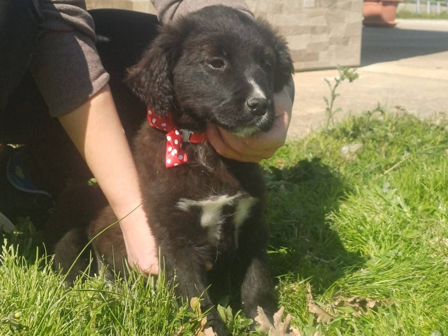 Vuoi adottare un cane a Catanzaro?