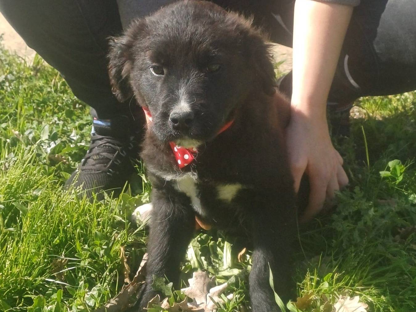 Adotta il cane MAYA a Catanzaro