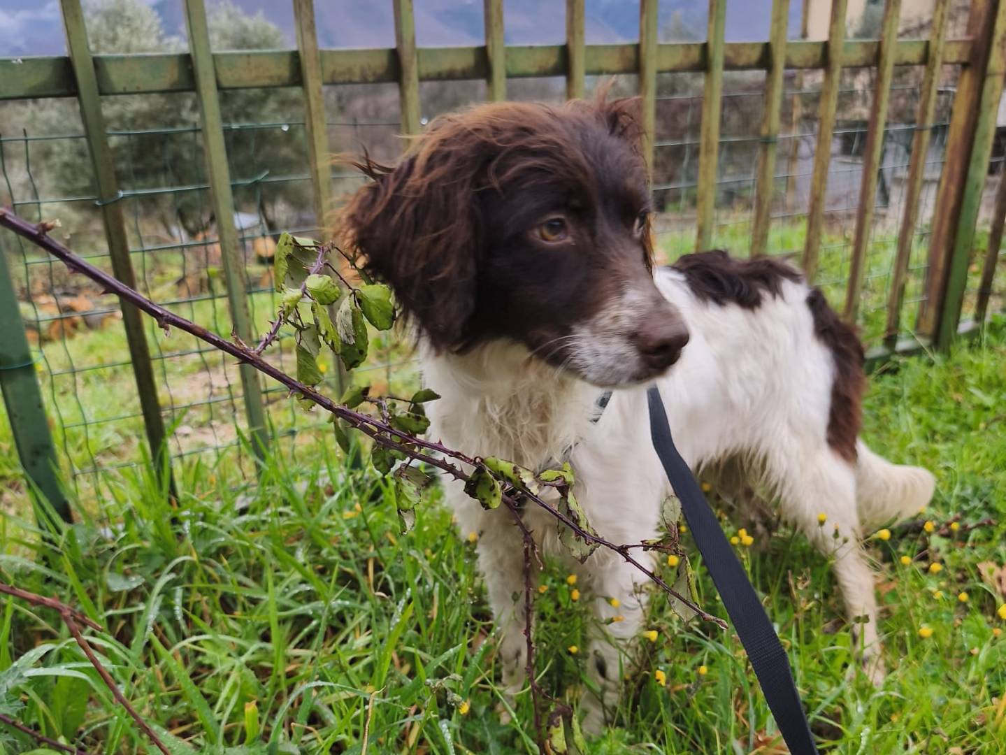 Adozione cane, femmina, Razza sconosciuta Razza sconosciuta, 1 anno e 1 mese, taglia media contenuta, Avellino