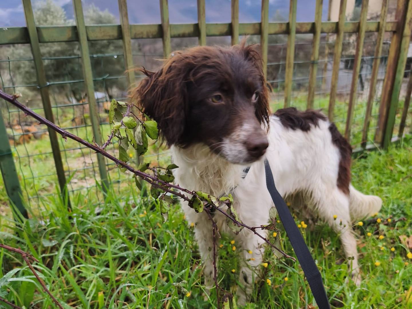 Adotta un cane, taglia media contenuta, femmina, Avellino