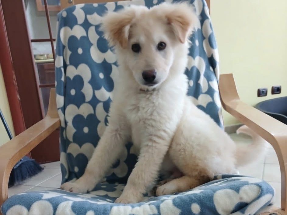 Adozione cane, maschio, Razza sconosciuta Razza sconosciuta, 4 mesi, taglia grande, Frosinone