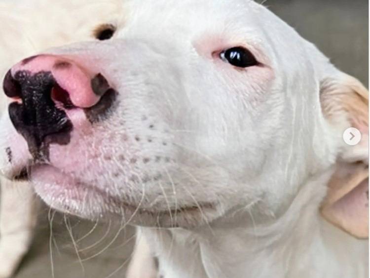 Adozione cane, maschio, Razza sconosciuta Razza sconosciuta, 3 mesi, taglia grande, Lodi