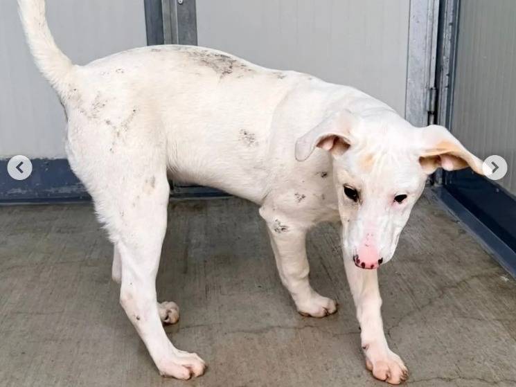 Adotta un cane, maschio, 3 mesi, Lodi