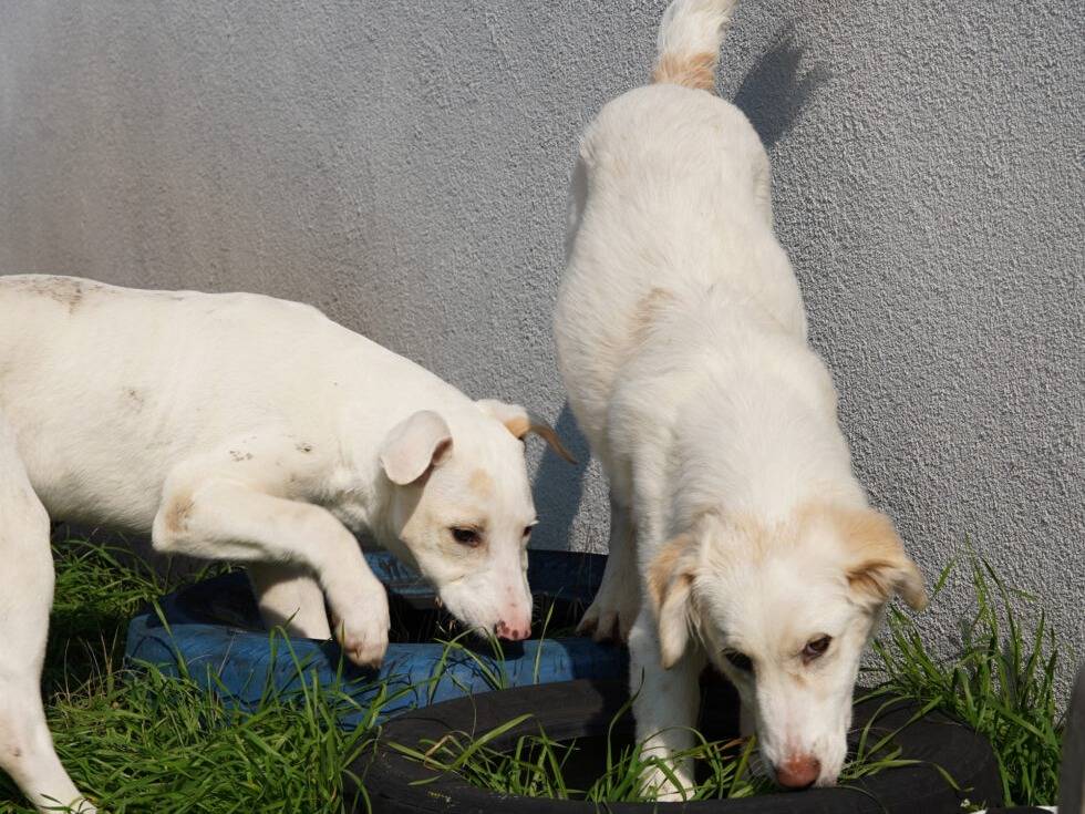 Adotta un cane, taglia grande, maschio, Lodi