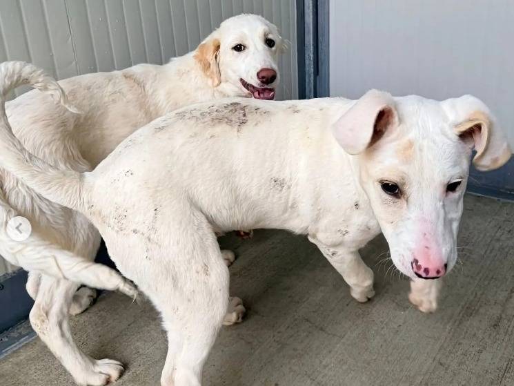 Vuoi adottare un cane a Lodi?