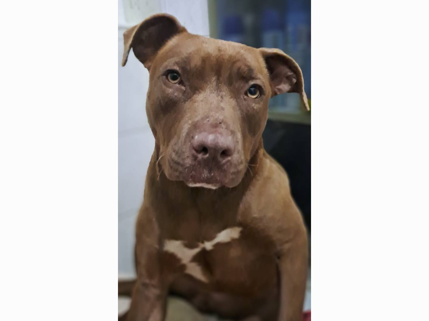 Adozione cane, femmina, Pitbull Razza sconosciuta, 1 anno e 10 mesi, taglia media, Caserta