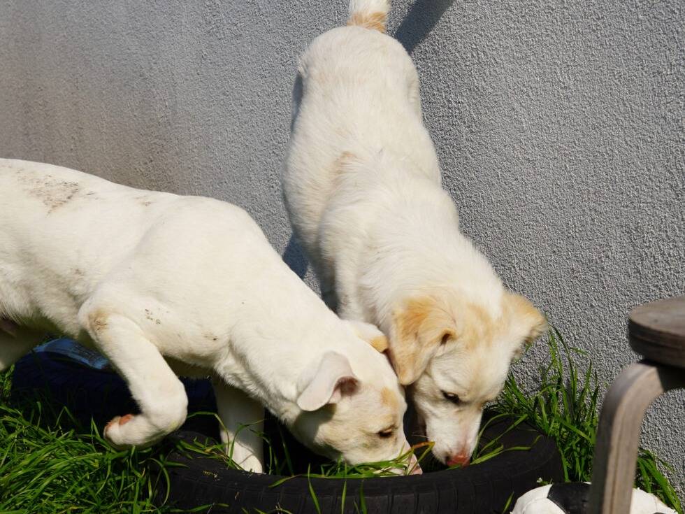 Vuoi adottare un cane a Lodi?