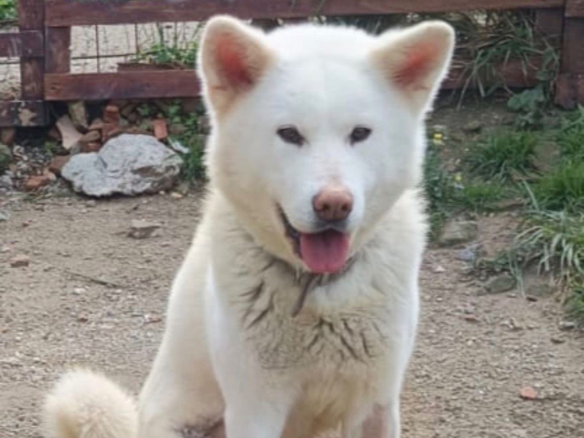 Vuoi adottare un cane a Messina?