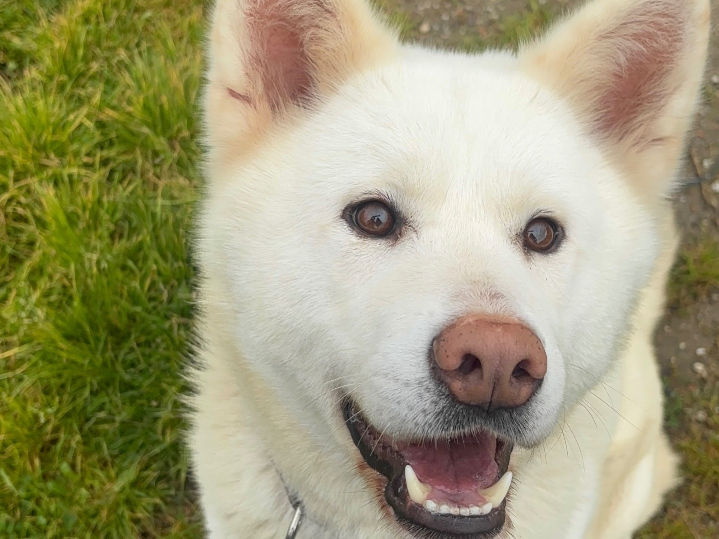 Adotta il cane Bianca a Messina