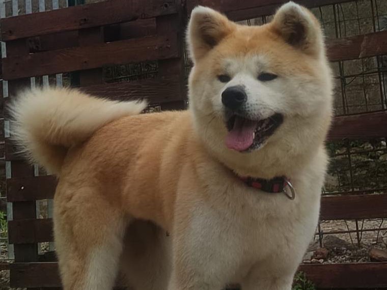 Adotta un cane, taglia grande, femmina, Messina