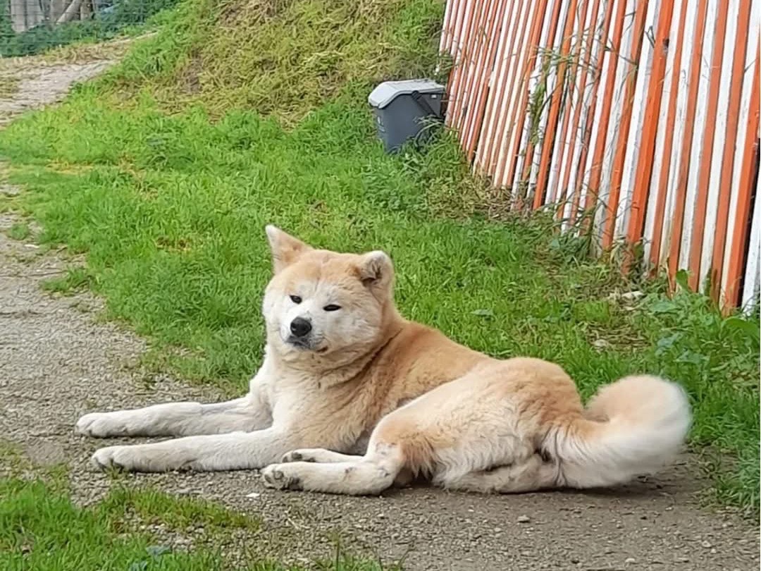 Vuoi adottare un cane a Messina?