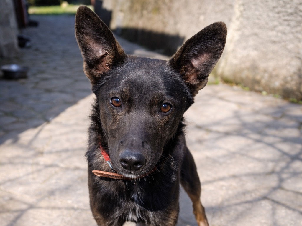 Adozione cane, maschio, Razza sconosciuta Razza sconosciuta, 9 mesi, taglia media, Genova
