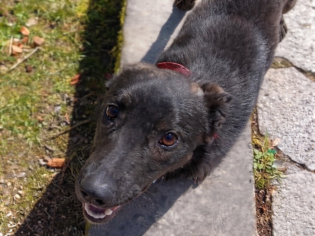 Adotta un cane, taglia media, maschio, Genova