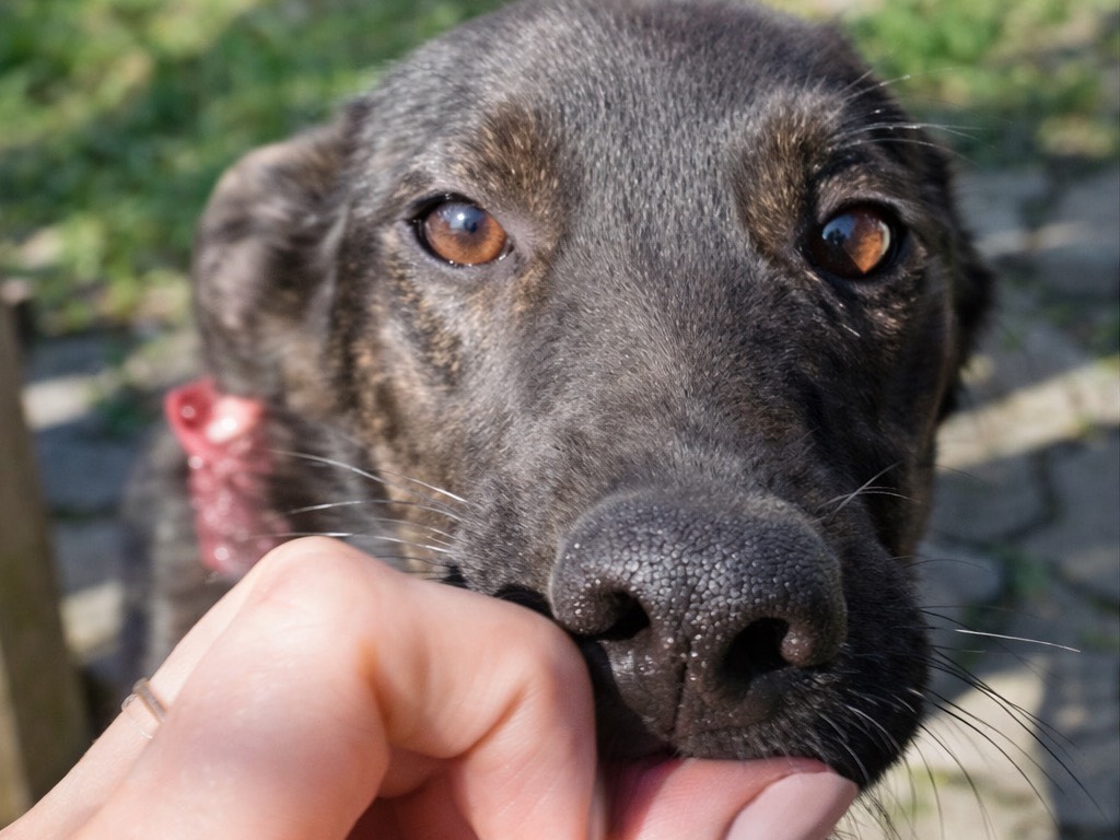 Vuoi adottare un cane a Genova?