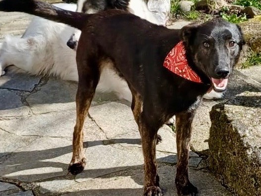 Adotta il cane Lindor a Genova