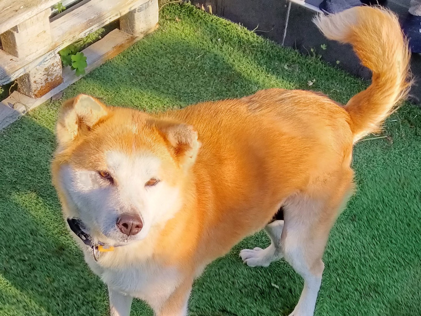 Adozione cane, femmina, Akita Razza sconosciuta, 6 anni e 7 mesi, taglia grande, Taranto