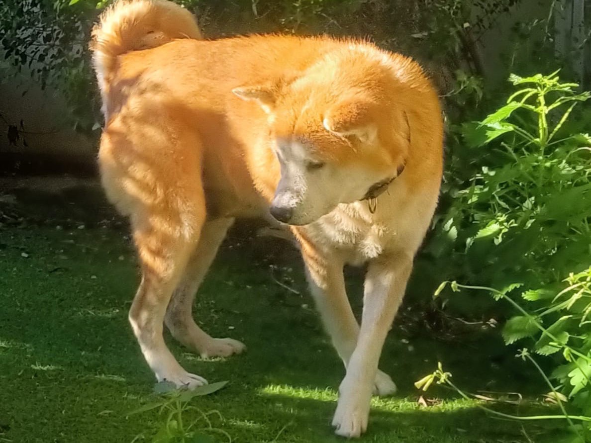 Adotta un cane, taglia grande, femmina, Taranto