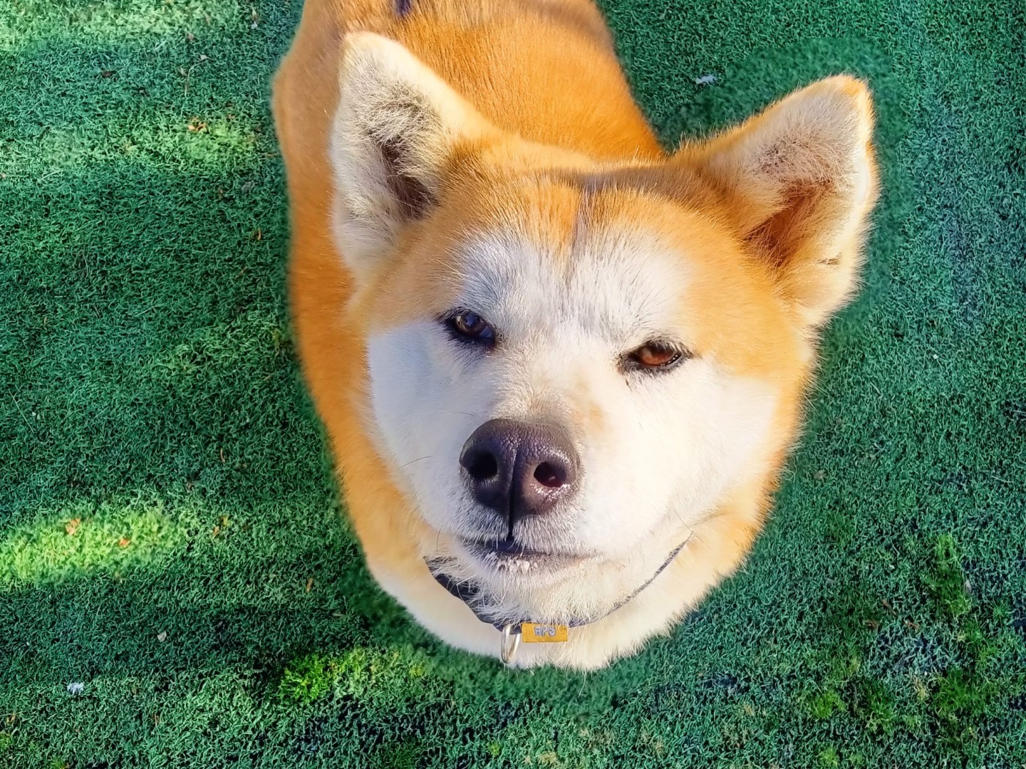 Vuoi adottare un cane a Taranto?