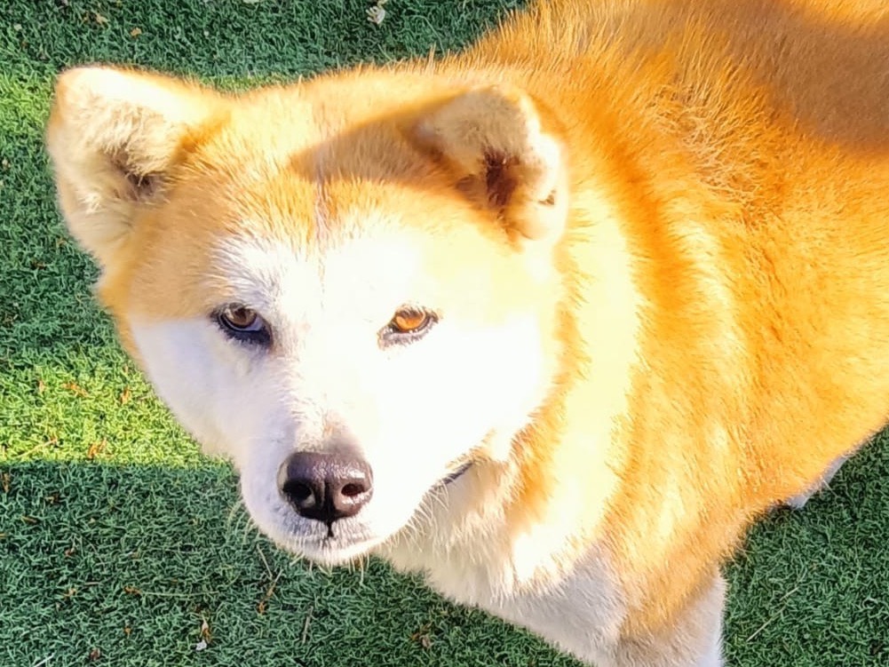 Adotta il cane Kirei a Taranto