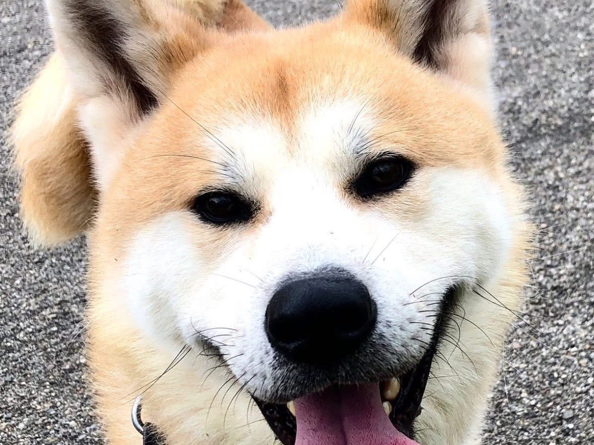 Vuoi adottare un cane a Messina?