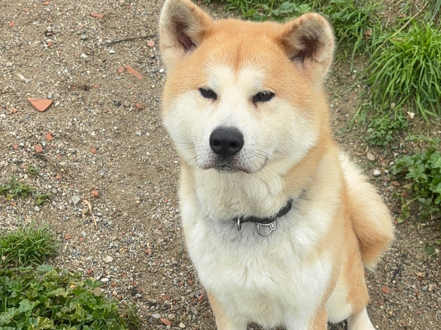 Adotta il cane Kiko a Messina