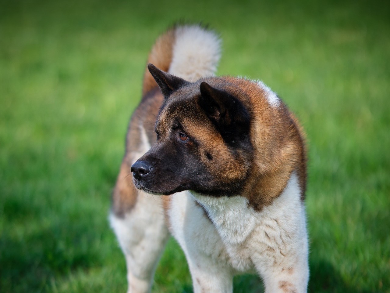 Vuoi adottare un cane a Modena?