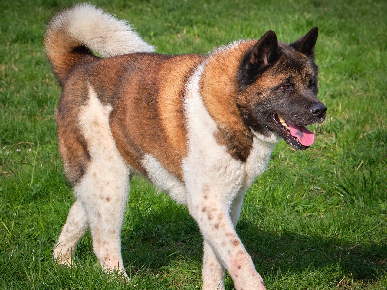 Adotta il cane Sasha a Modena