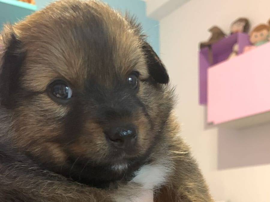 Vuoi adottare un cane a Monza?