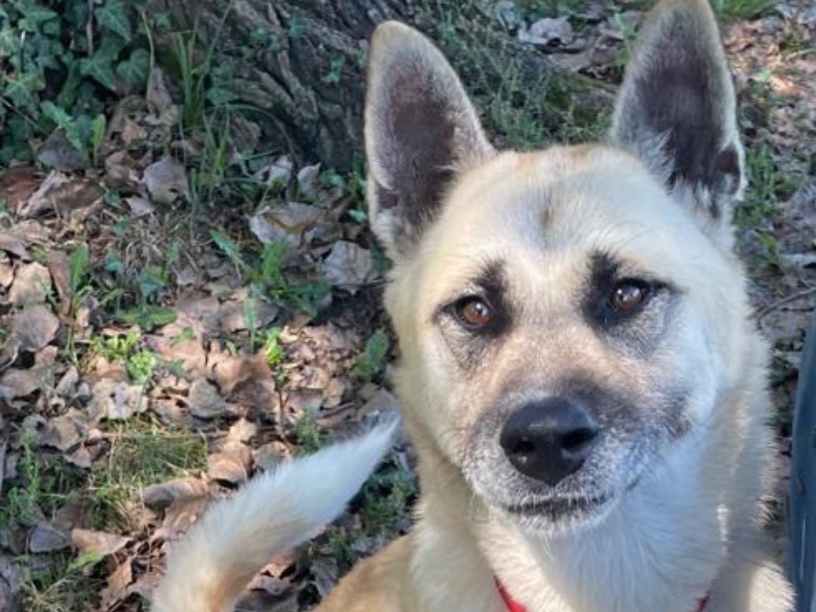 Vuoi adottare un cane a Biella?