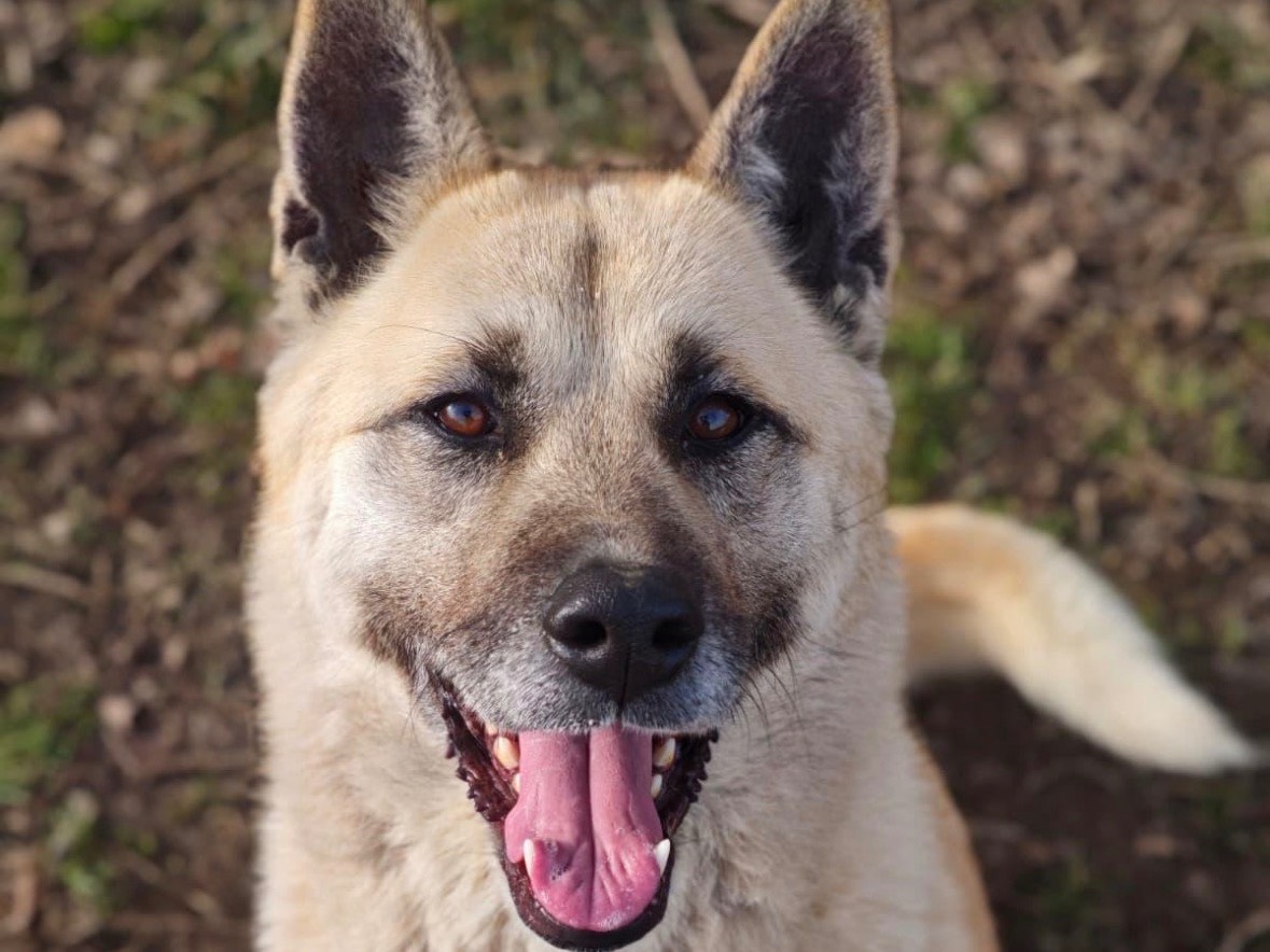 Adotta il cane Akuma a Biella