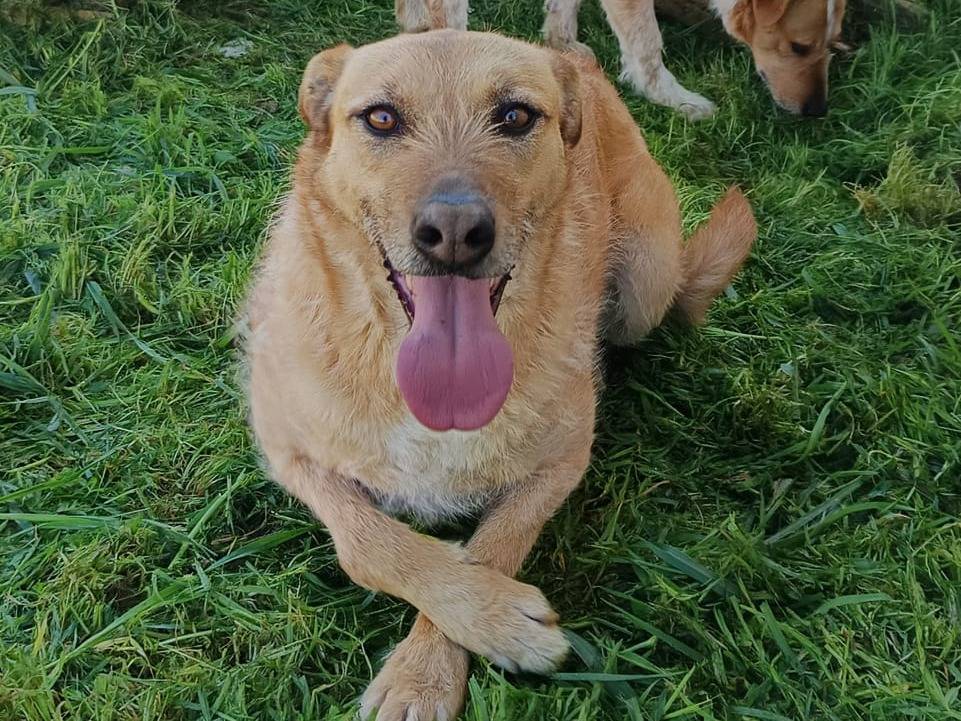 Adozione cane, femmina, Razza sconosciuta Razza sconosciuta, 4 anni e 7 mesi, taglia grande, Monza