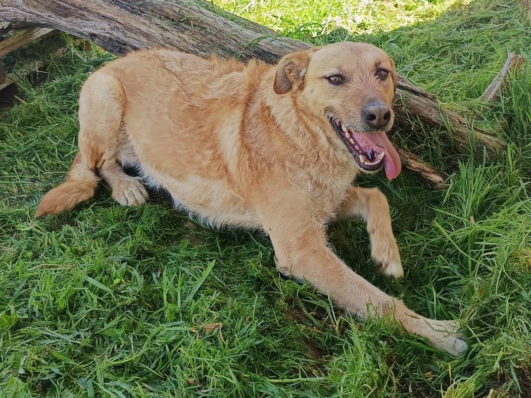 Adotta il cane JUDE a Monza