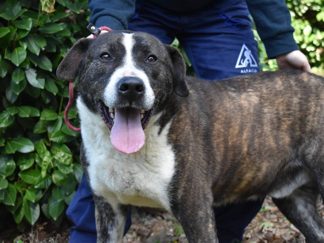 Adotta un cane, maschio, 9 anni e 2 mesi, Roma