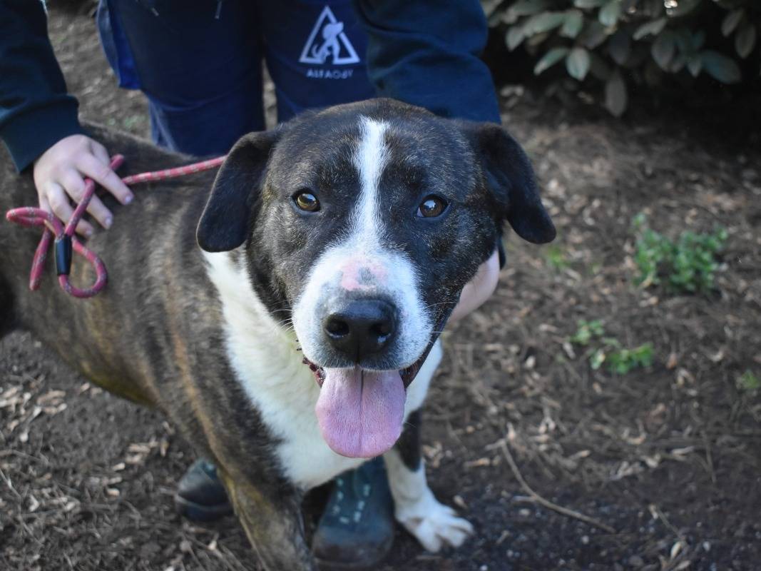 Adotta un cane, taglia grande, maschio, Roma