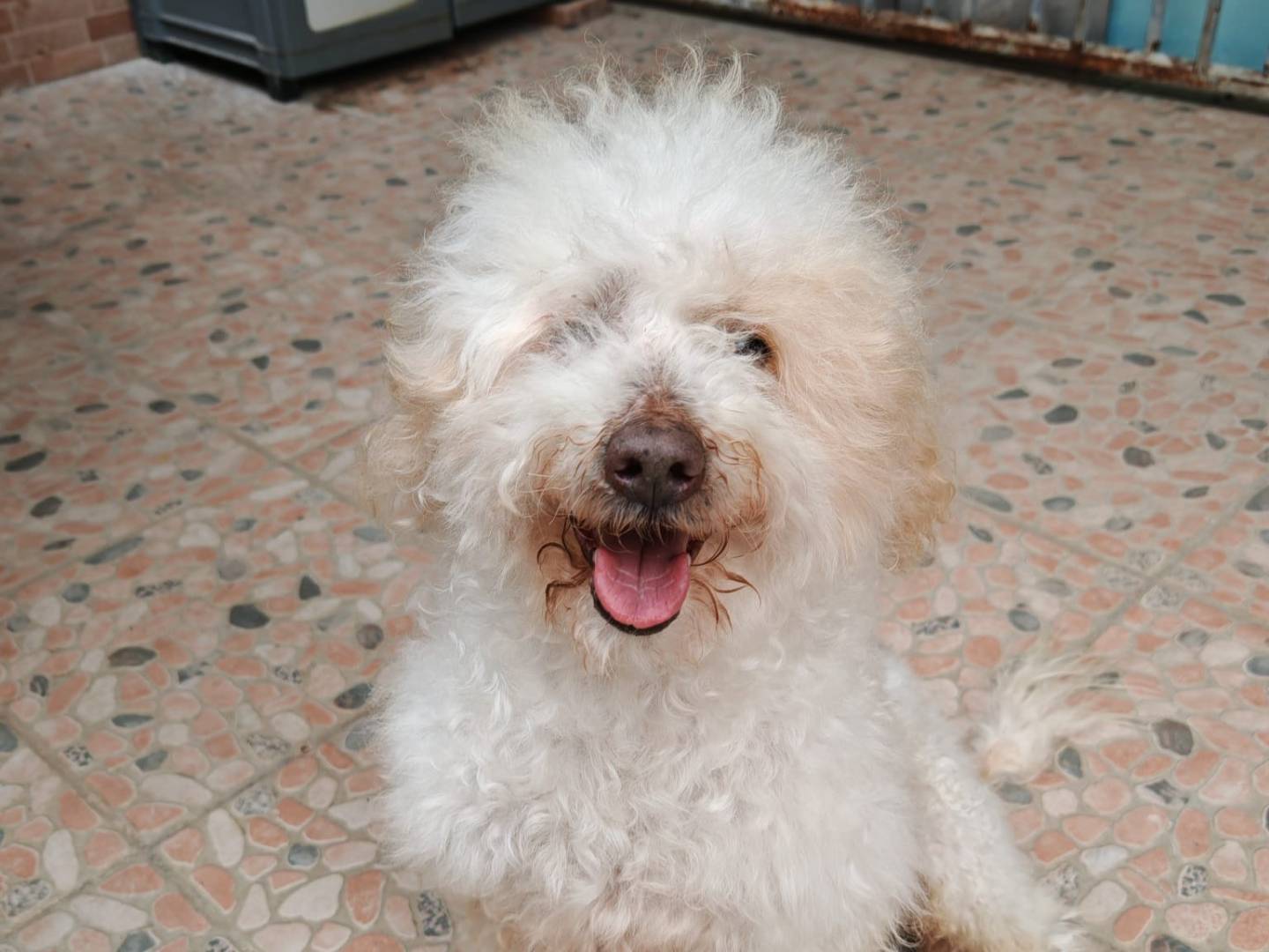 Adozione cane, maschio, Barbone Razza sconosciuta, 9 anni e 9 mesi, taglia piccola, Caserta