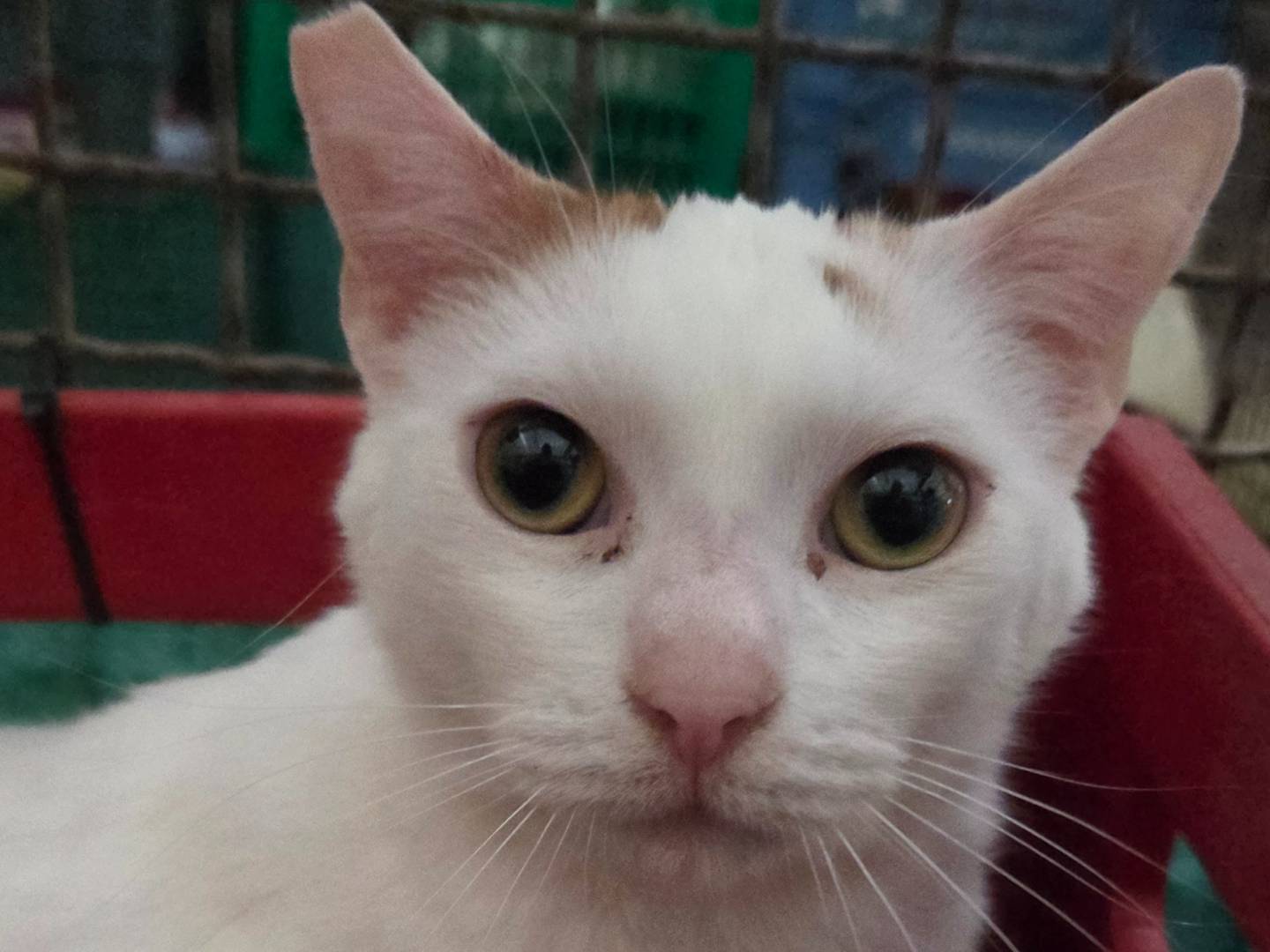 Adotta un gatto, maschio, 2 anni e 4 mesi, Roma