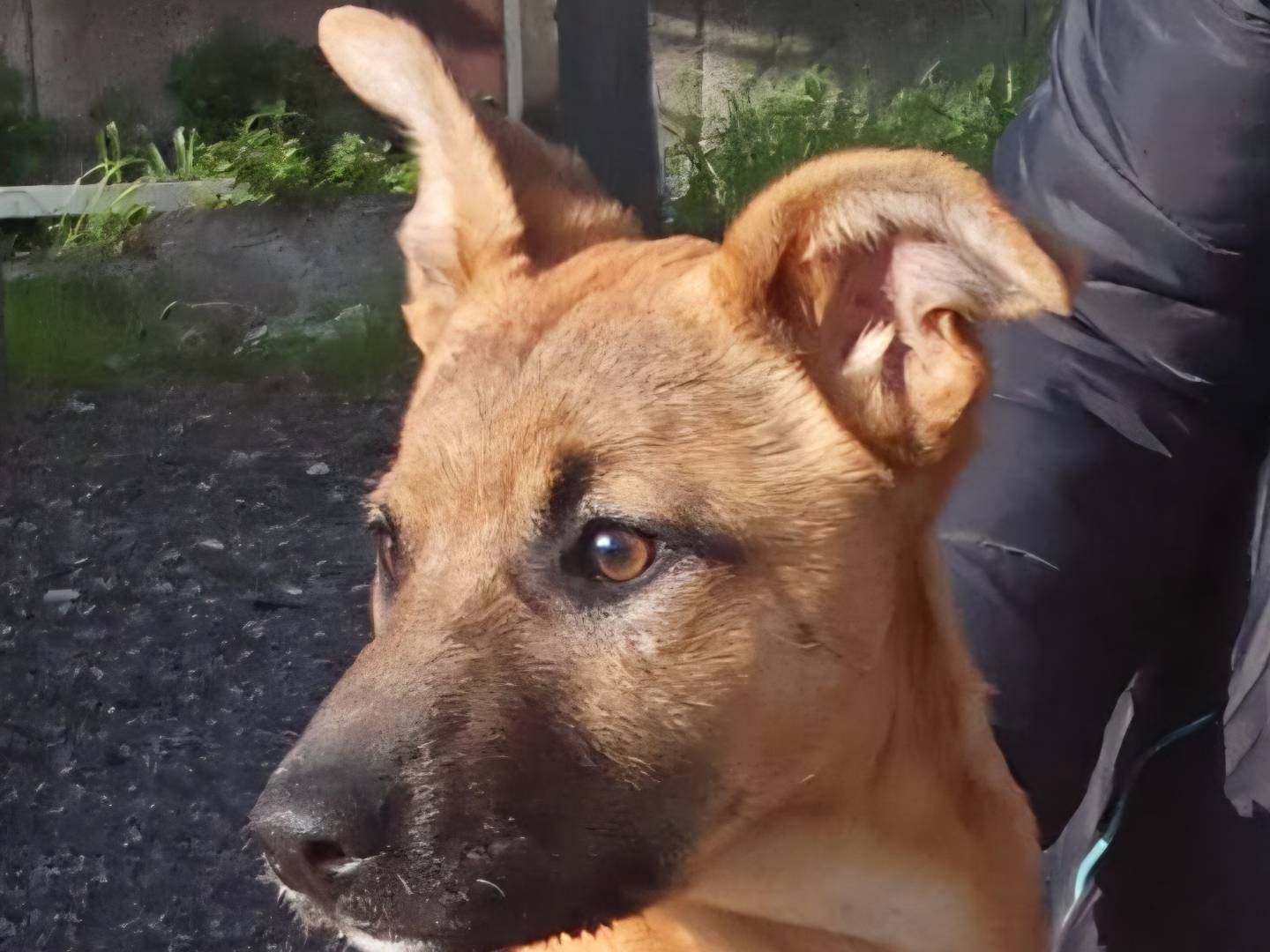 Adozione cane, femmina, Razza sconosciuta Razza sconosciuta, 10 mesi, taglia media contenuta, Firenze