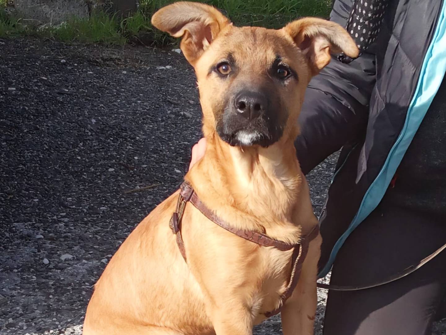 Adotta un cane, femmina, 10 mesi, Firenze