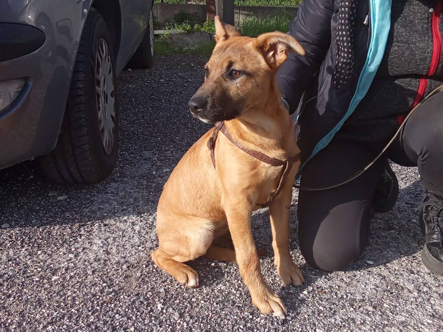 Vuoi adottare un cane a Firenze?