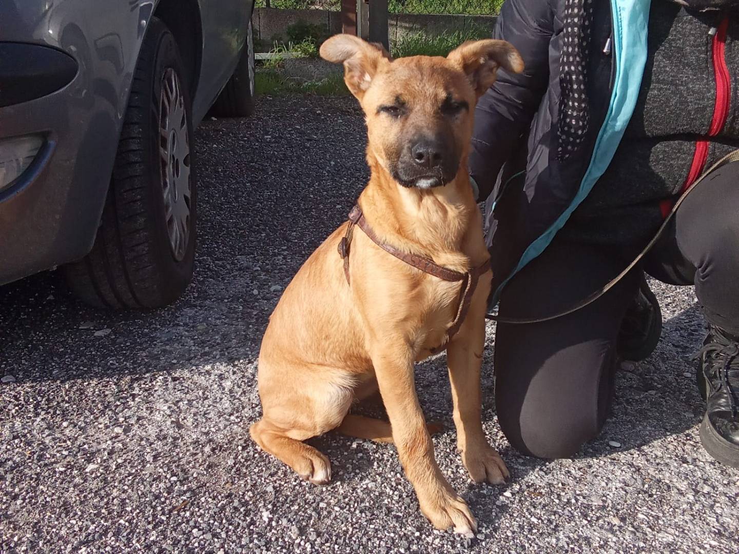 Adotta il cane Pollon a Firenze