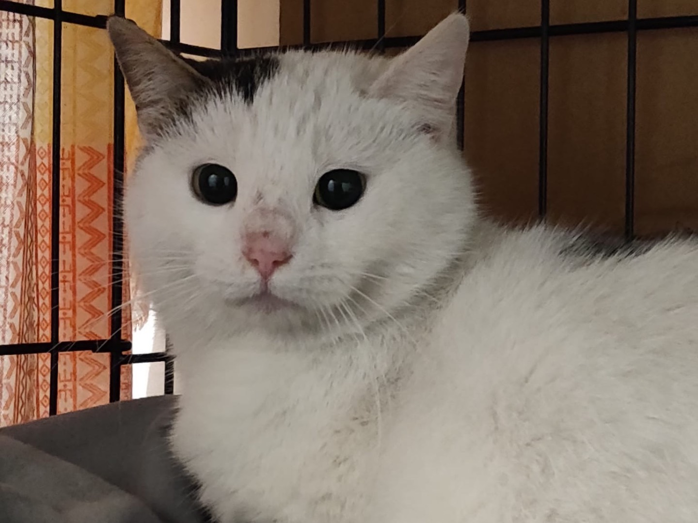 Adozione gatto, femmina, Razza sconosciuta Razza sconosciuta, 1 anno, taglia non valida, Padova