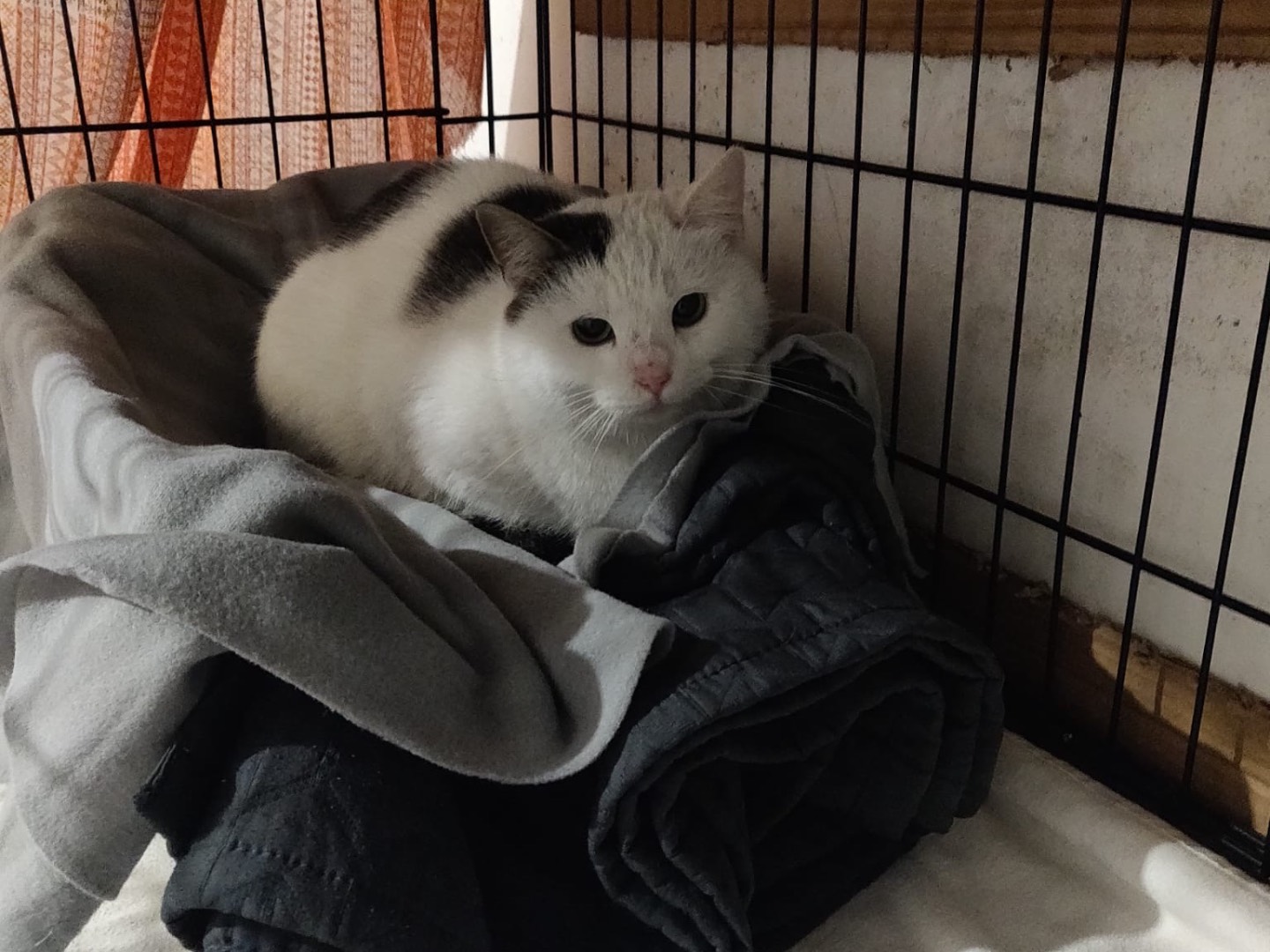 Adotta un gatto, femmina, 1 anno, Padova