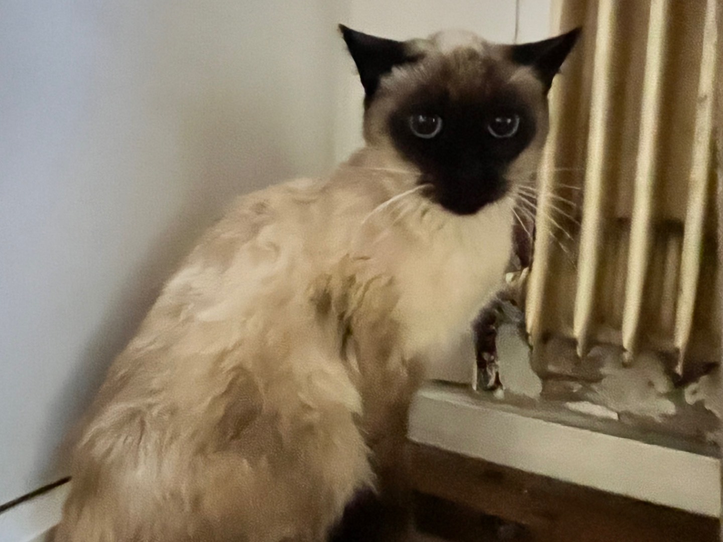 Adozione gatto, femmina, Razza sconosciuta Razza sconosciuta, 8 anni, taglia non valida, Padova