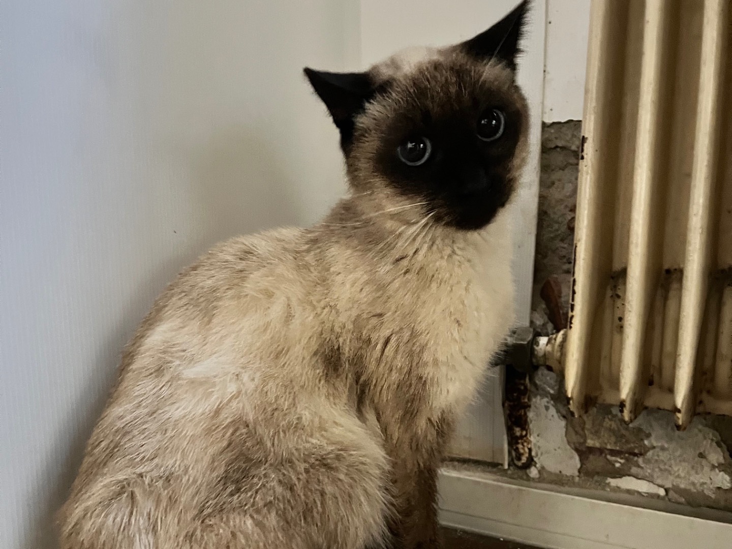 Adotta un gatto, femmina, 8 anni, Padova